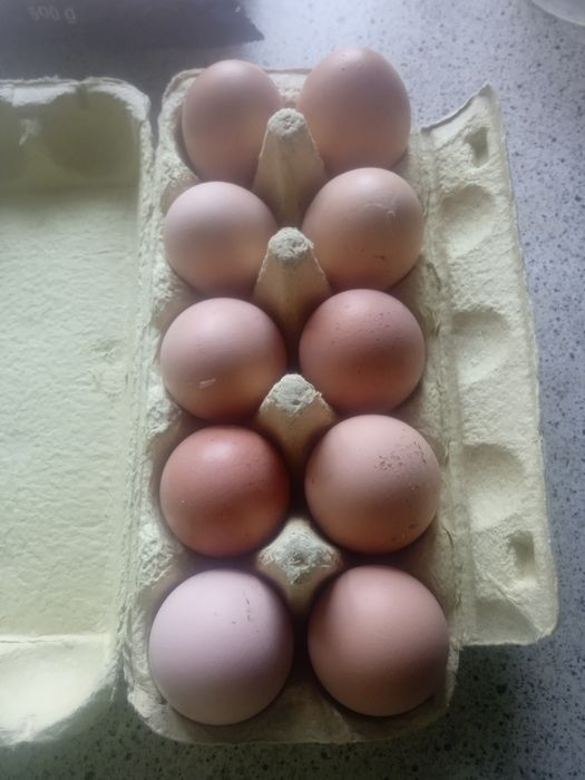 Домашні яйця для інкубації