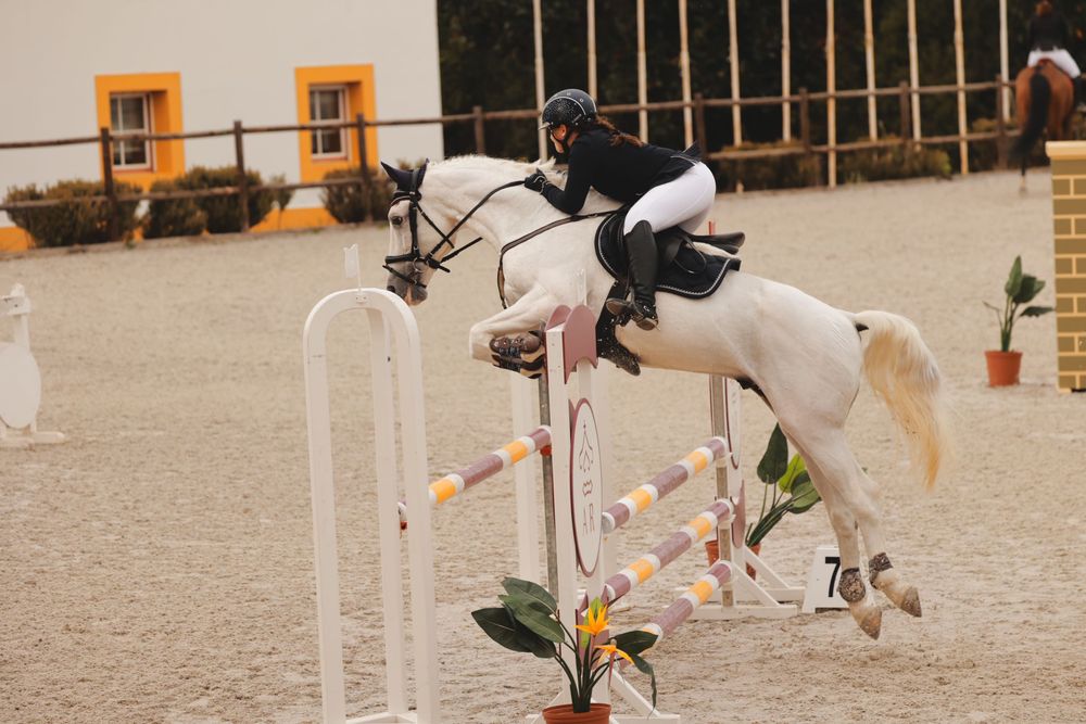 Cavalo PSL de obstáculos