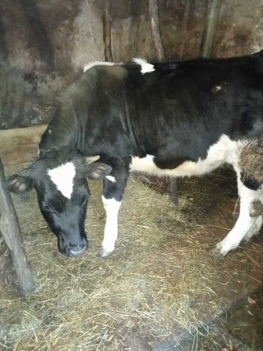 Продається річна телиця від доброї корови
