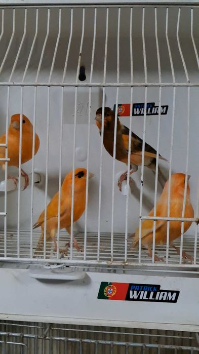 Canarios machos para ceder