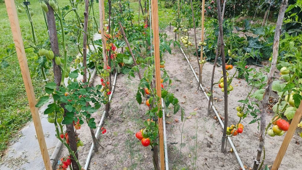 Ogródek działkowy - Twoja oaza spokoju-Rezerwacja