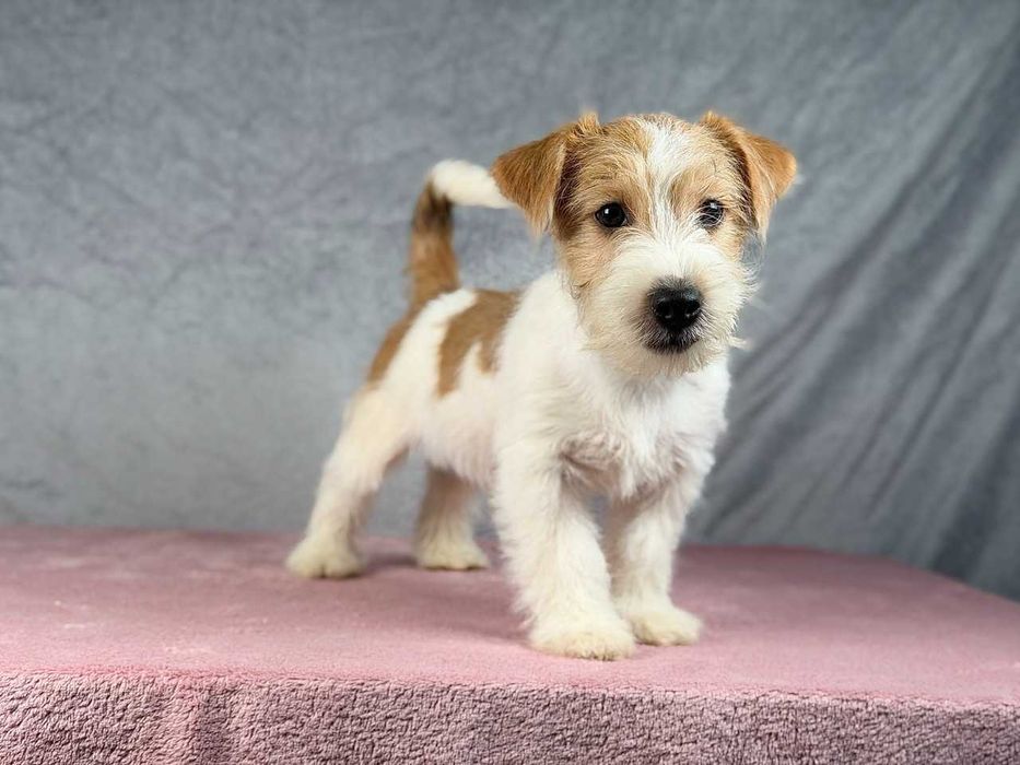 piesek Jack Russell terrier ZKWP/FCI szorstkowłosy po championie