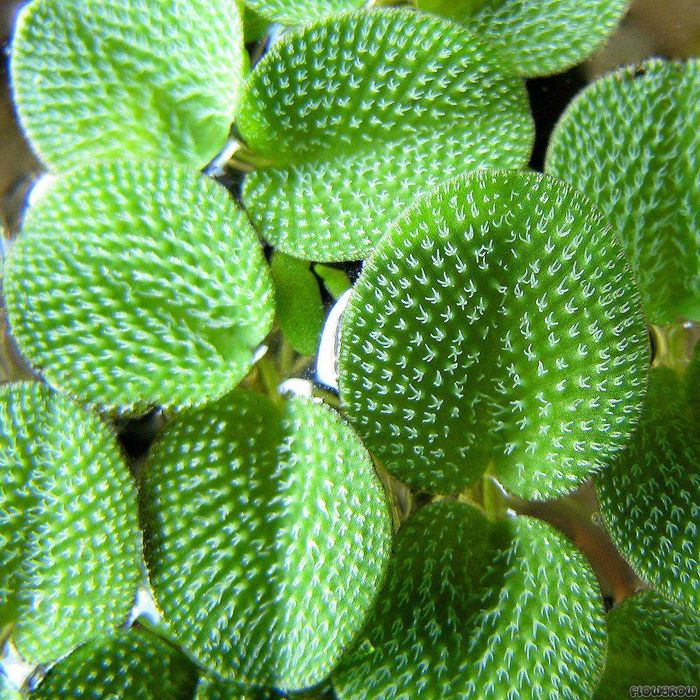 Salvinia Auriculata – Planta aquática