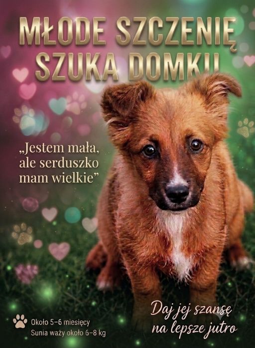 Rudzielec szuka domku ;)