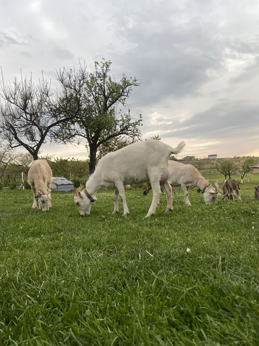 Продаються дійні кози