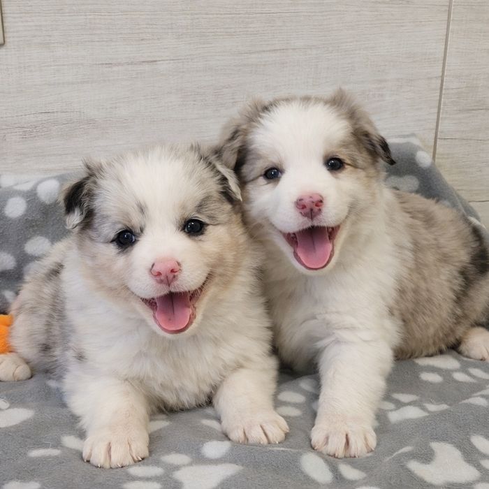 Border Collie Suczka Śliczna Wyjątkowa