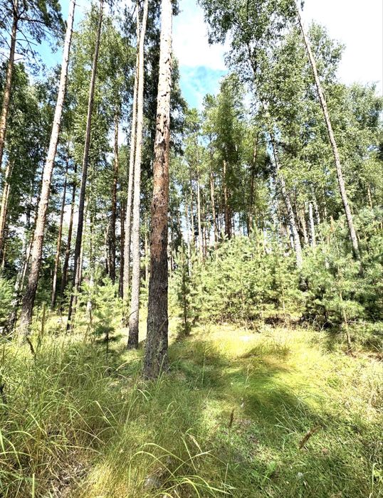 Земельна ділянка під будівництво!ЛІС ! 24сотки. Пилиповичі.