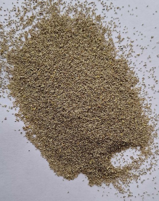 nasiona rumianku, rumianek, nasienie rumianku