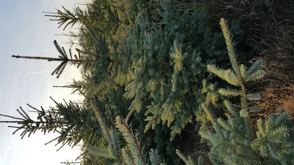 Choinki, świerk srebrny i pospolity, plantacja