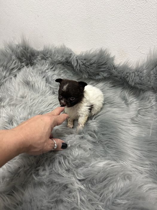 Menino Mini Chihuahua  lindissimo “ de bolsa.