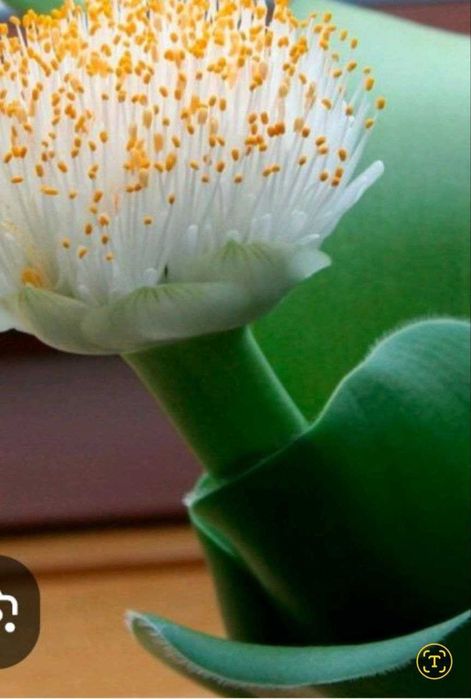 Незвичайної краси вазон Гемантус