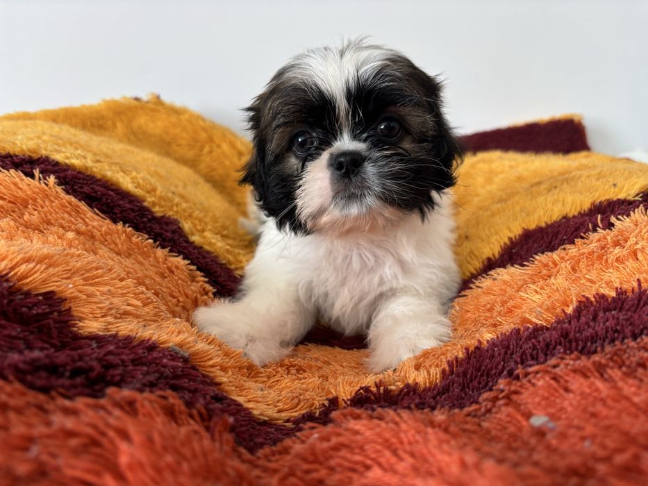 Sprzedam Piekną Suczkę Rasy Shih Tzu!