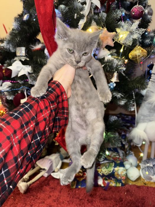 Відам котики в добрі руки