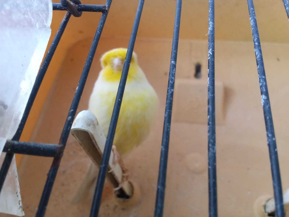 Canários de Várias Cores – Lindos e Saudáveis