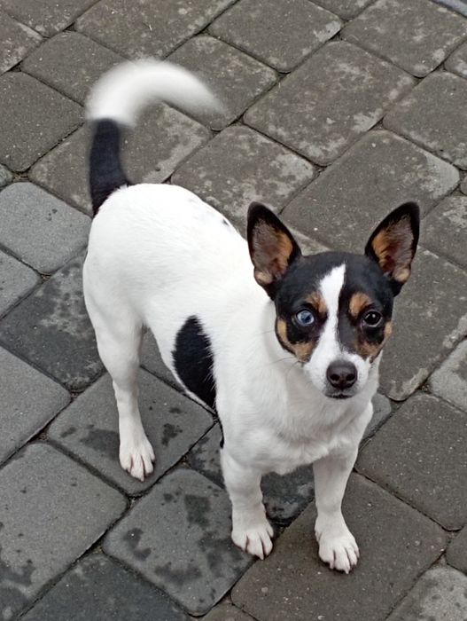 Jack Russell terrier