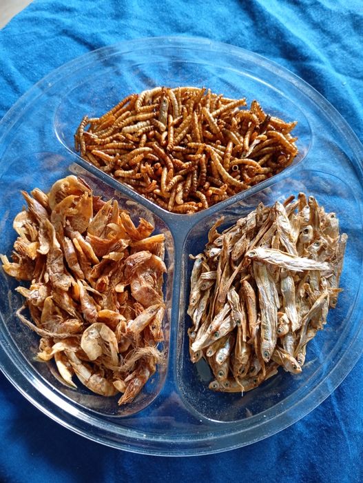 Przysmak 3w1 dla ryb i gadów