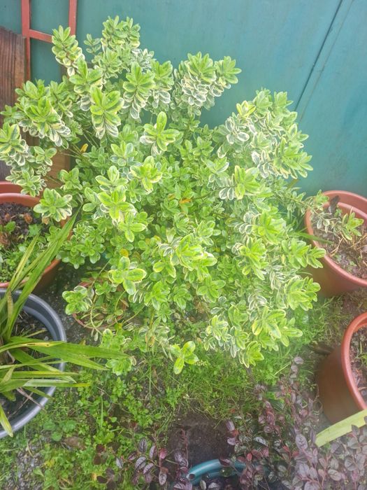 Arbusto Variegado em Vaso (Euonymus)