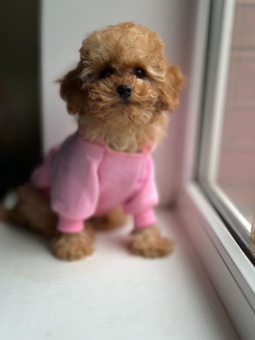 Мальтипу ніжна мрійниця — для того, хто любить щиро