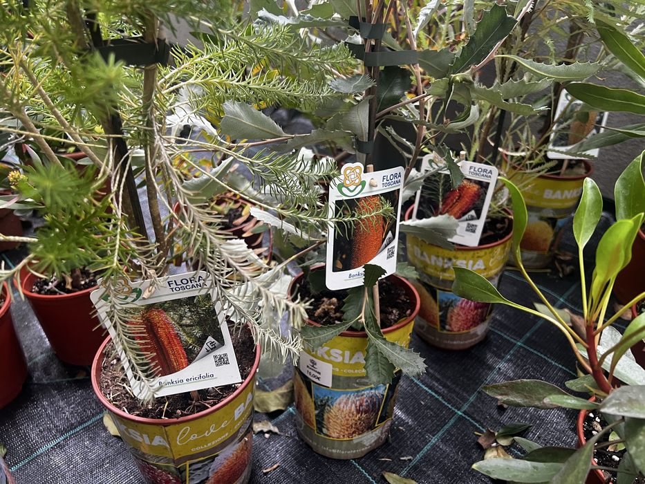 Proteas, banksias, Leucondendron leucospermum e Grevilleas