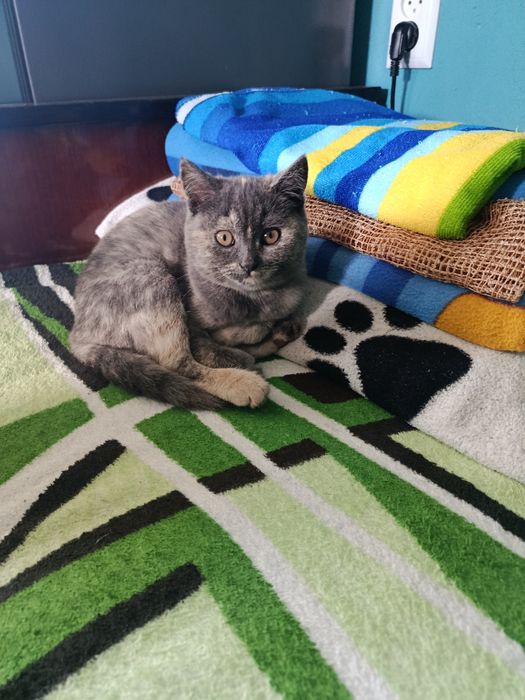 Отдам котят житомер