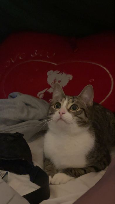 Oddam 2 kotki w dobre ręce