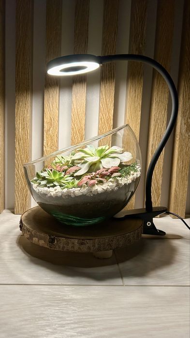 Podświetlona kompozycja żywych roślin