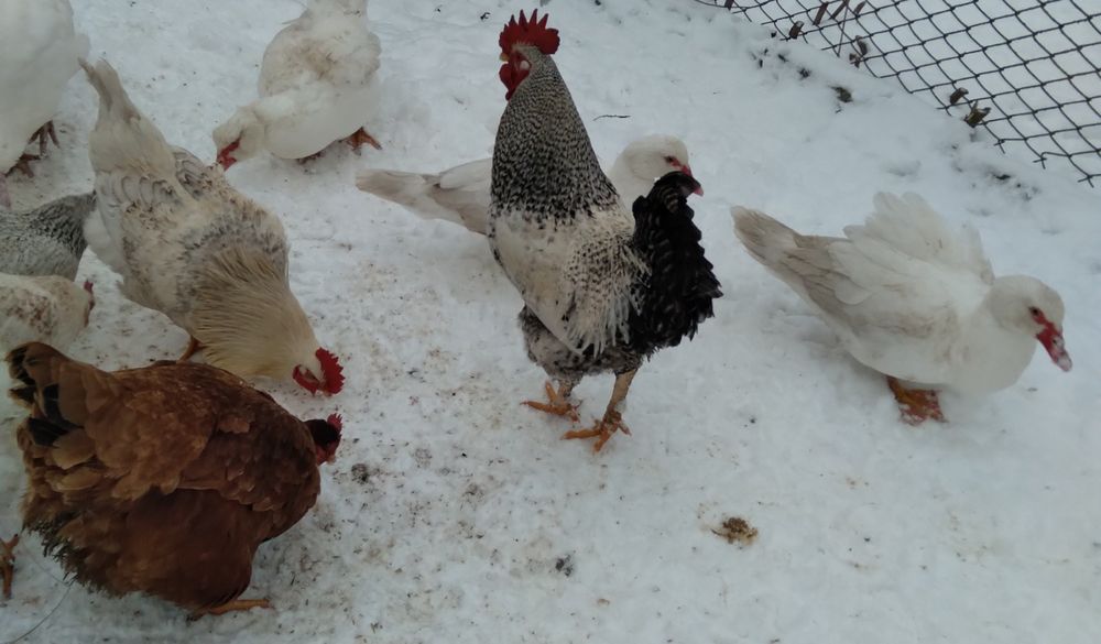 Продаються домашні півні