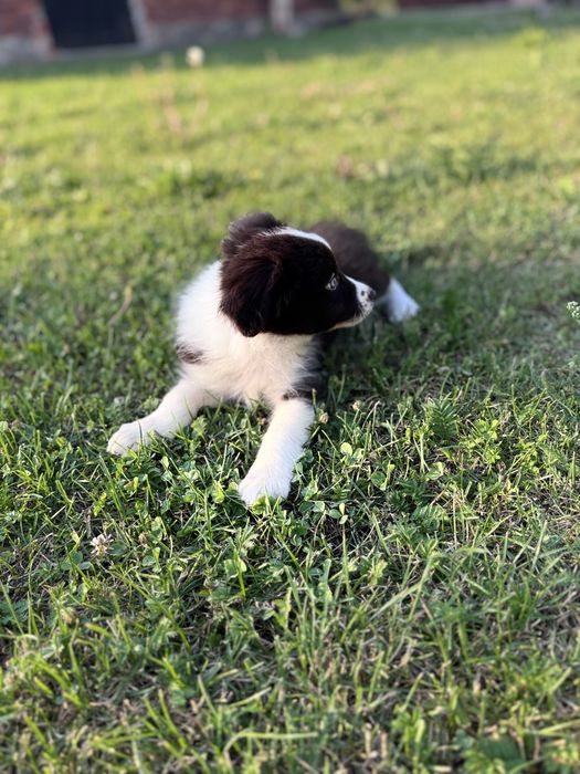 Suczka Border Collie czekoladowo-biala