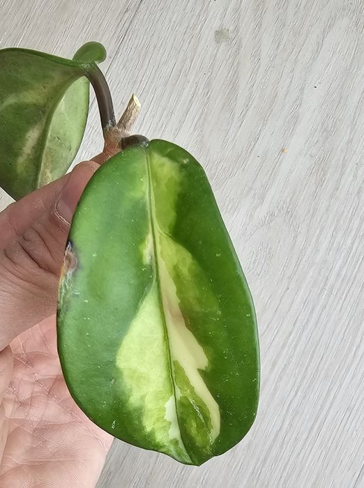 Hoja carnosa tricolor