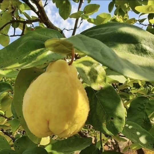 Marmelada caseira 2025