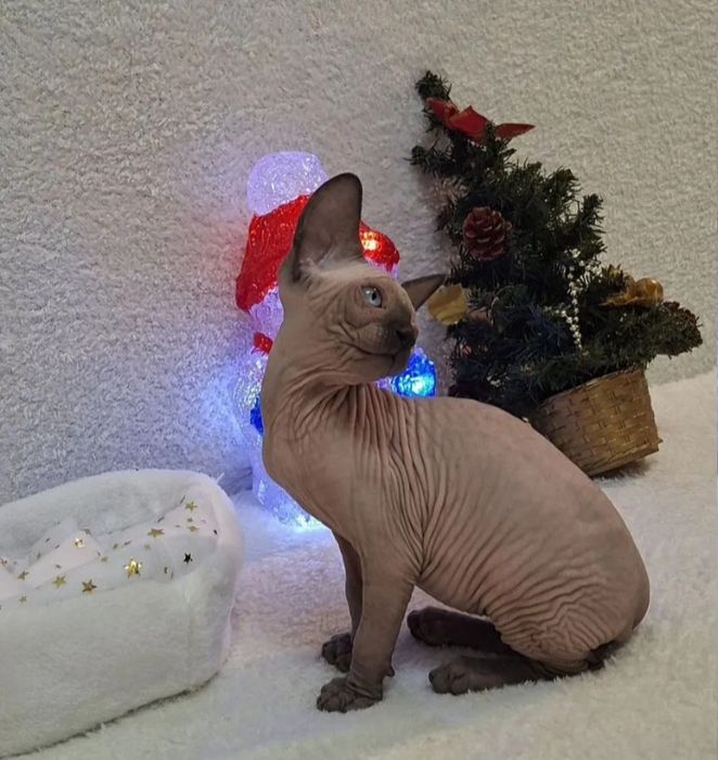 Кошенятка сфінкса