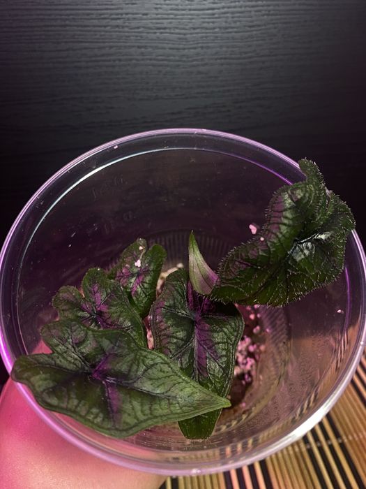 alokazja jacklyn małe sadzonki do dalszej uprawy