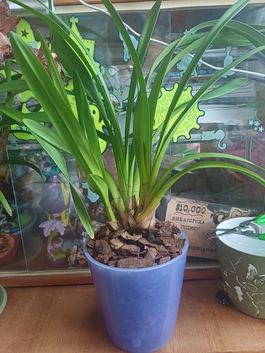 Цимбидиум детка темно -бордовая.