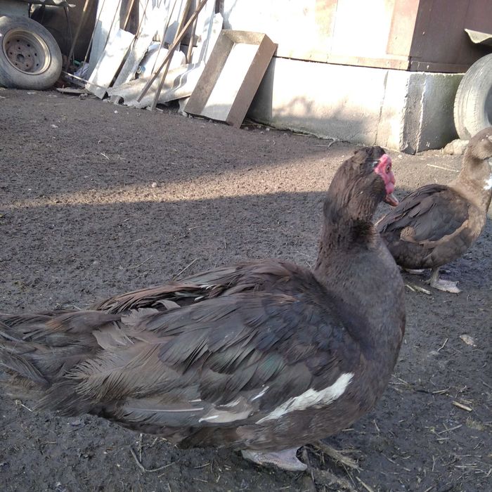 Качки шипуни продам