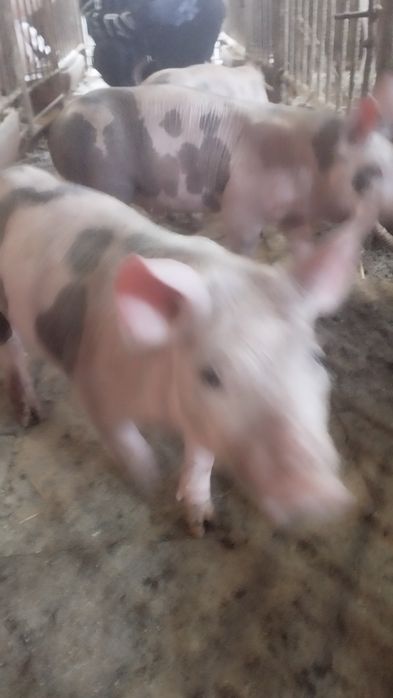 Продам поросят живою вагою