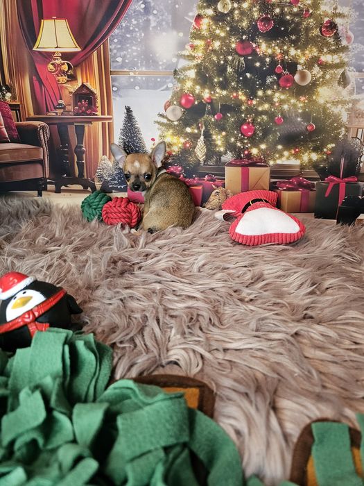 Chihuahua tricolor piesek xs