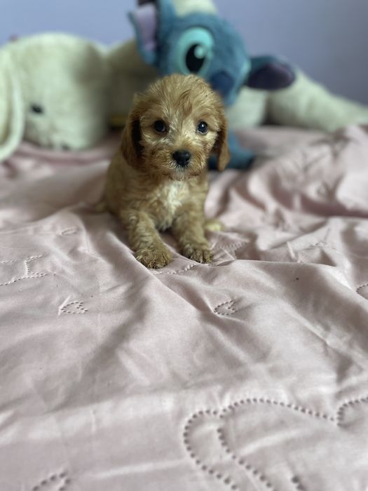 Cavapoo chłopiec pudel cavalier