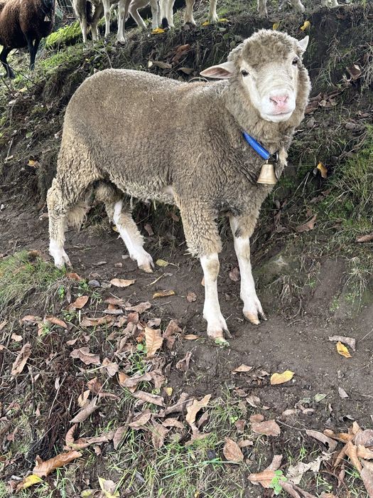 Vendo carneiro com dois anos raçado de ille de france