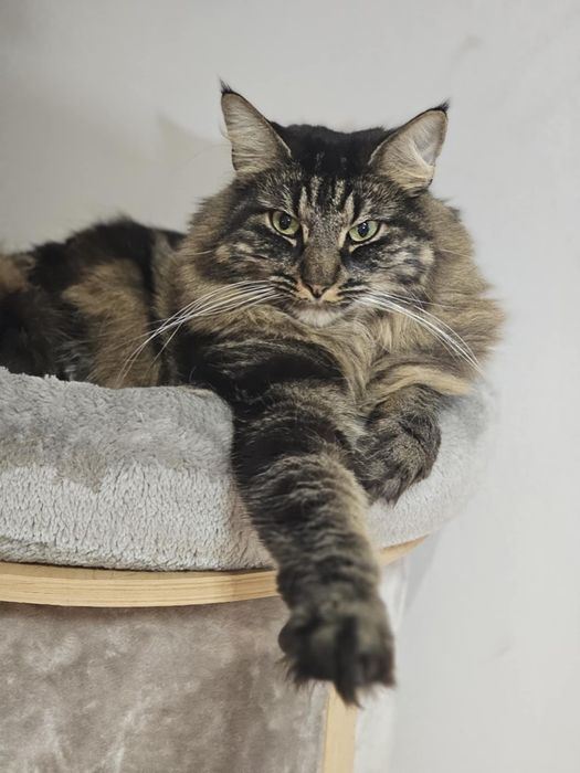 Kot Henryk uroczy przytulas