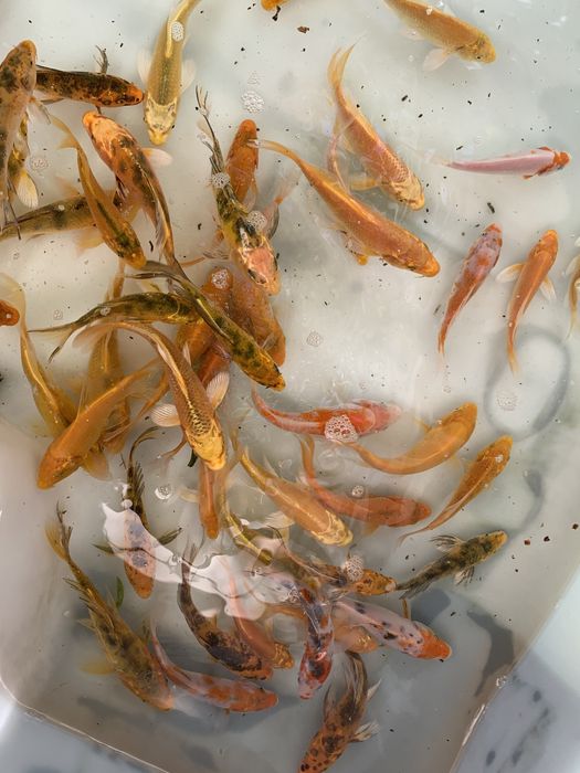 Karp KOI ryby rybki do oczka wodnego stawu narybek