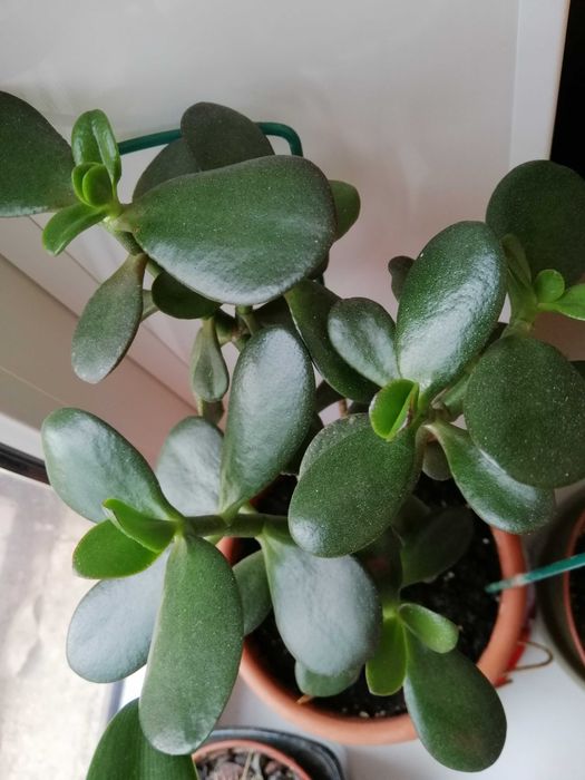 Комнатные цветы. Драцена, красула и др.