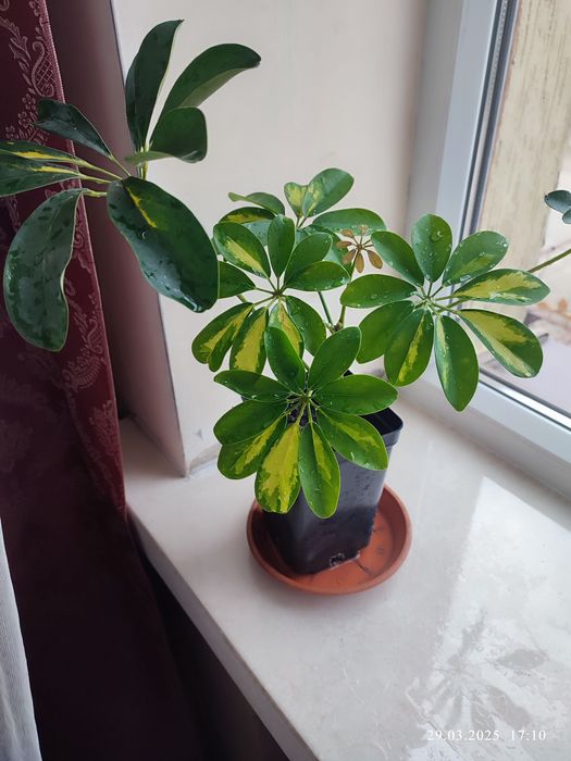 Шеффлера  кімнатна