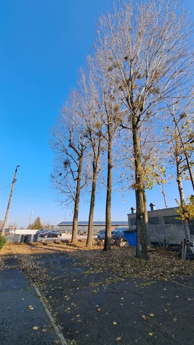 Wycinka drzew,Usuwanie wiatrołomów,Mielenie gałęzi, wycinka tui