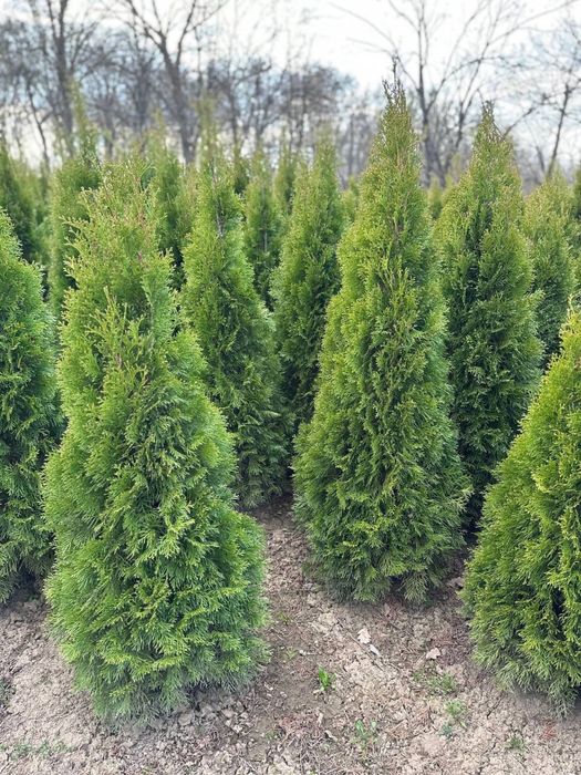 Туя смарагд насадження