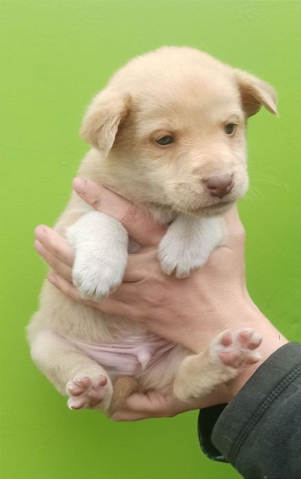 Продам цуценя шарпея