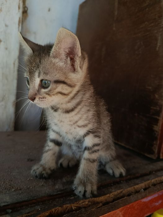 Котята в добрі руки