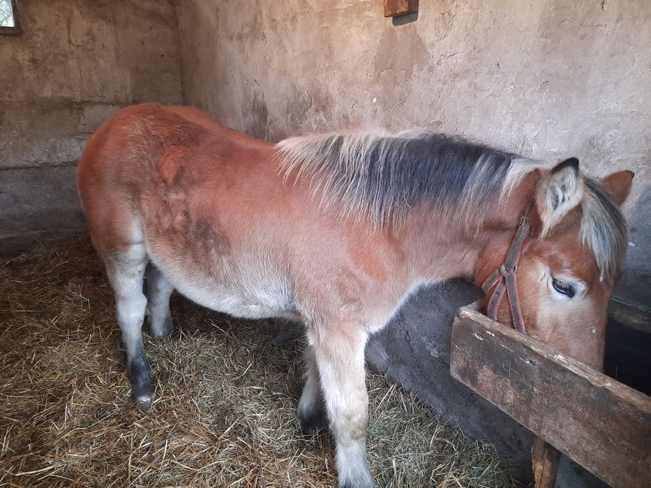 Sprzedam dwóch ogierków