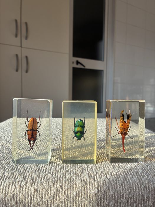 Coleção de Insetos Reais National Geographic