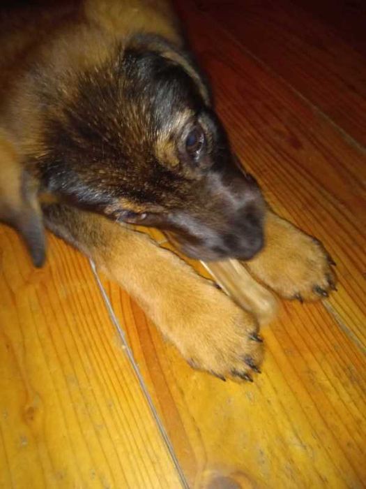 szczeniak labrador owczarek pies w dobre rece