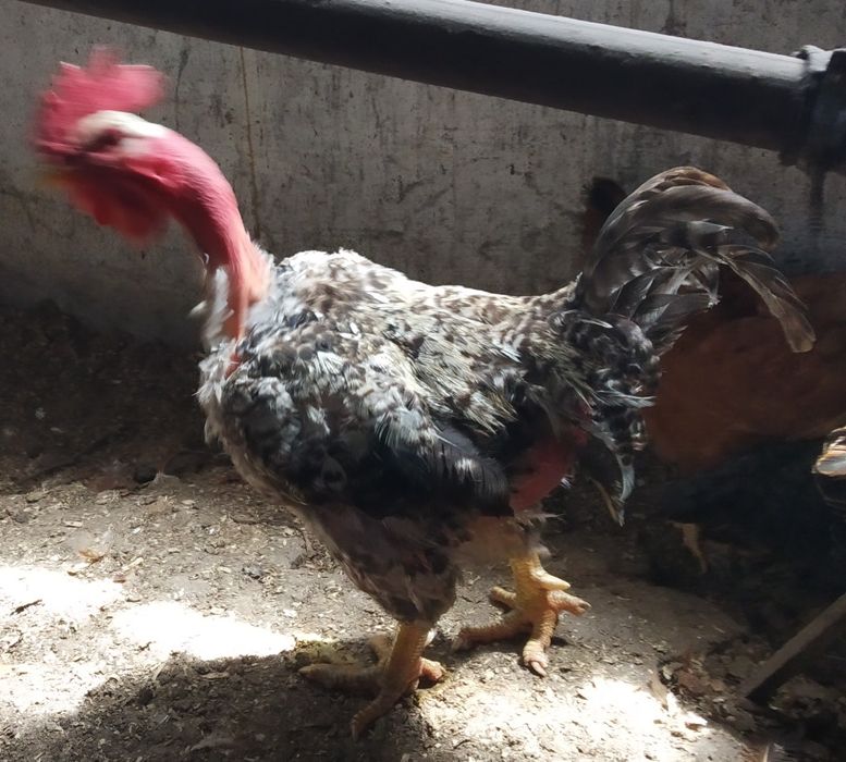 Galo caseiro criado no campo com peso 4/5  kg